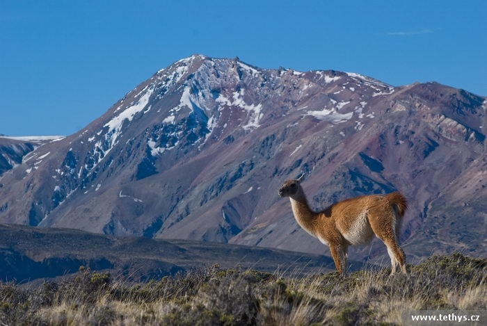 Lama huanaco