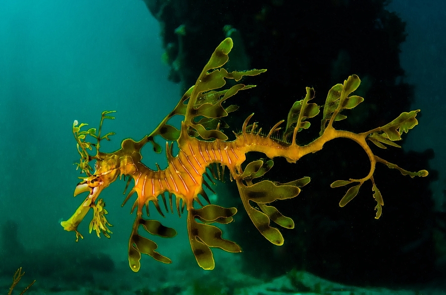 Leafy Sea Dragon