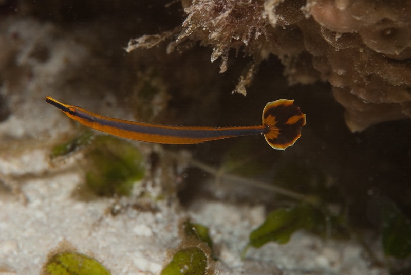 Njak pipefish...