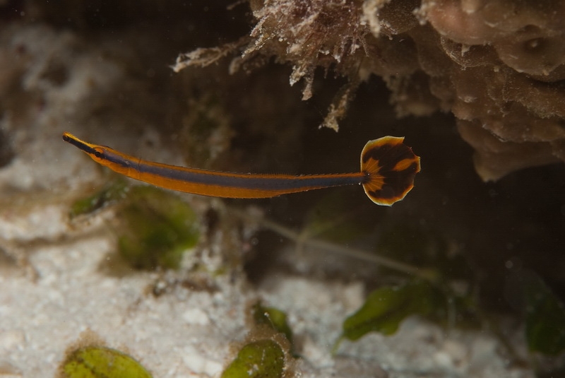 Njak pipefish...