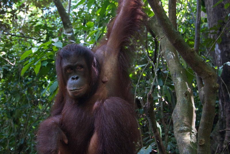 samice orangutana