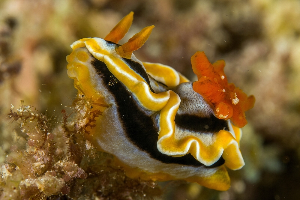 Chromodoris annae