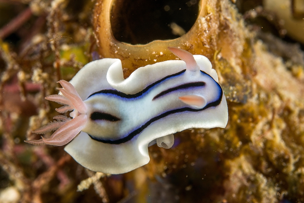 Chromodoris lochi