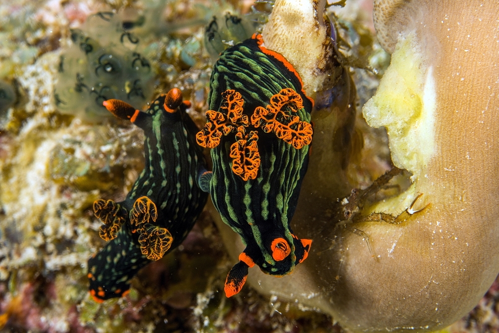 Nembrotha kubaryana