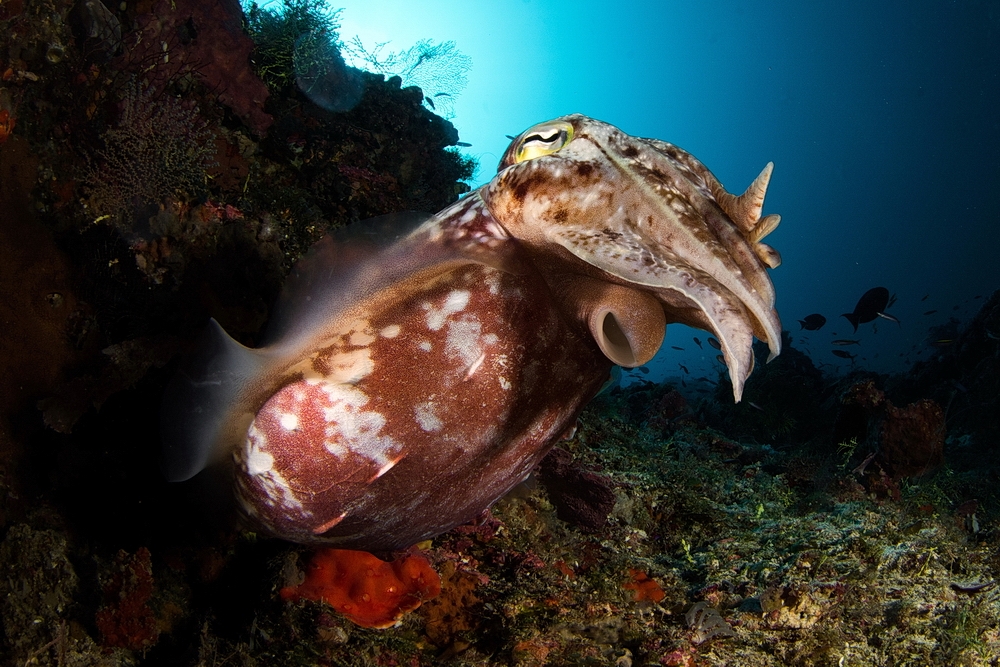 Sepia latimanus