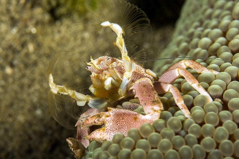 Neopetrolisthes maculatus