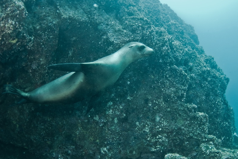 Zalophus wollebaeki