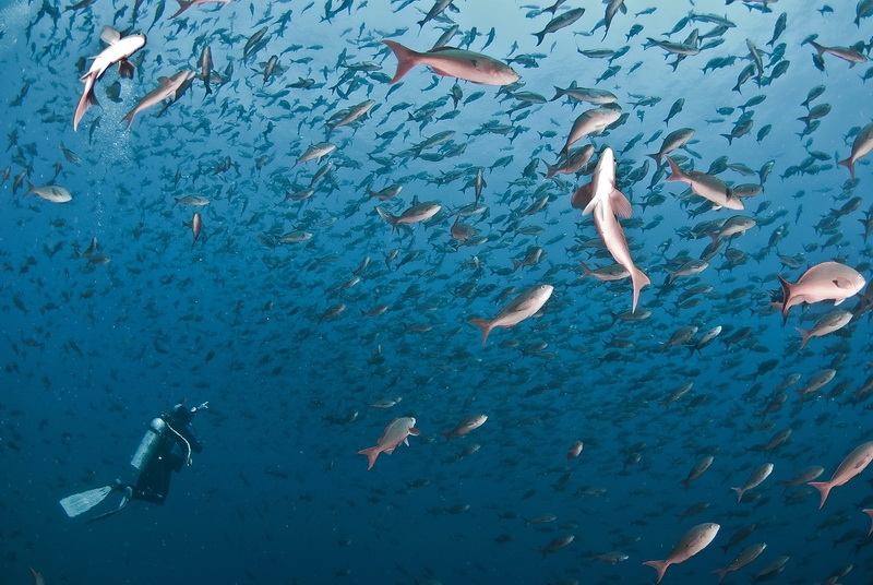 Pacific creolefish