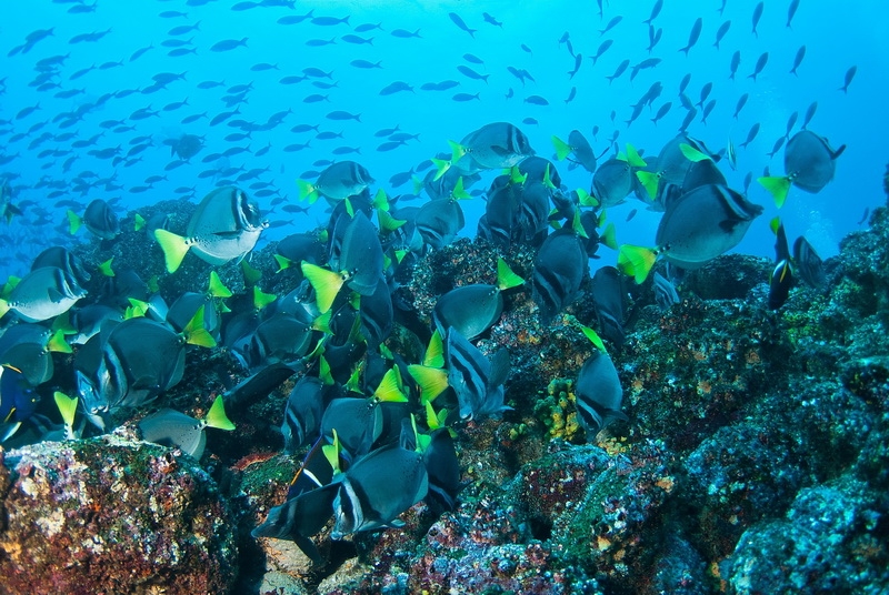 Yellowtail surgeonfish