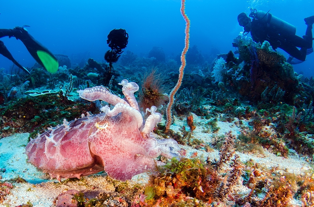 Sepia latimanus