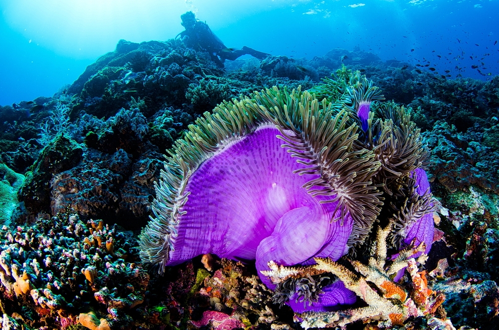 Hammerhead Reef