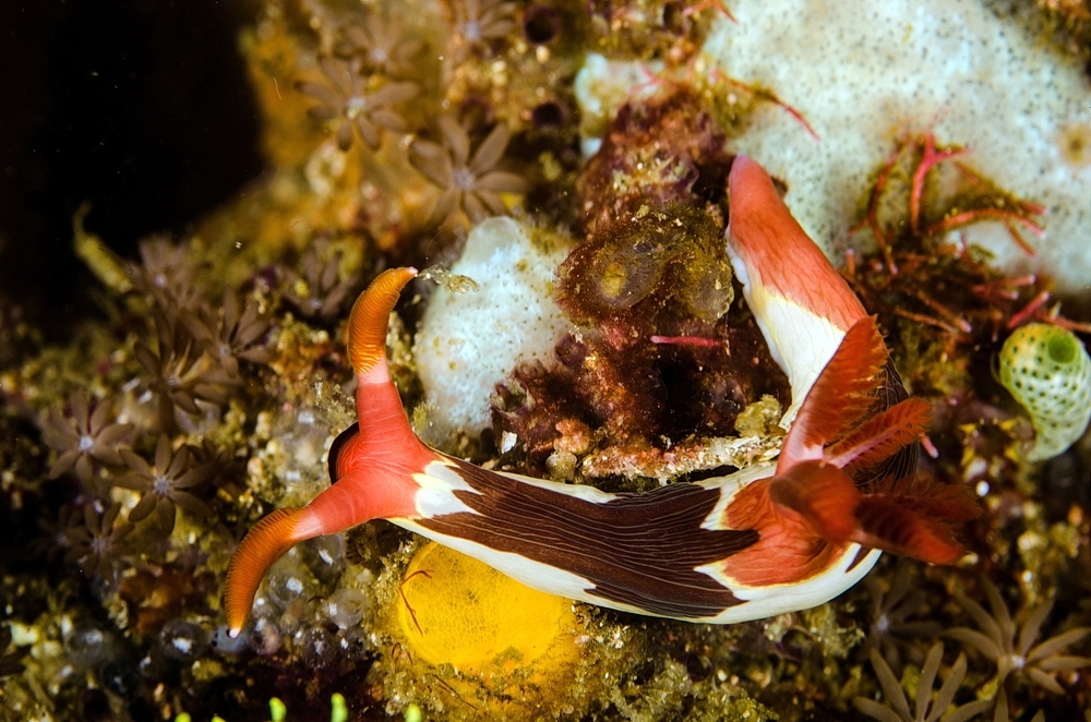 Nembrotha chamberlaini