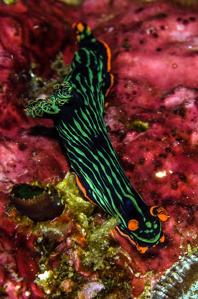 Nembrotha kubaryana