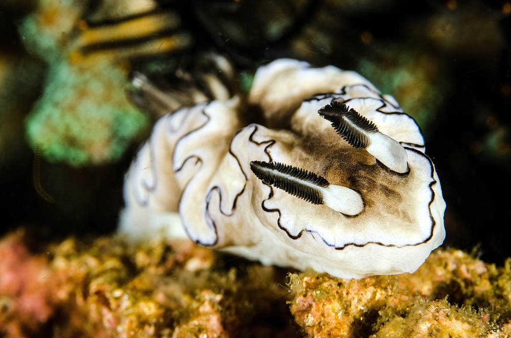 Glossodoris atromarginata