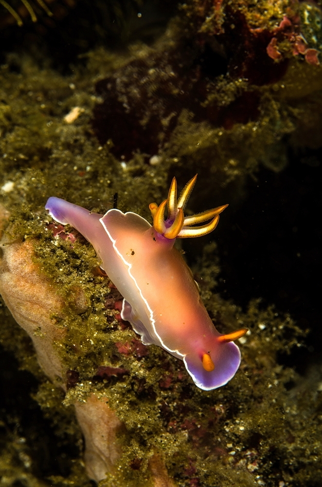 Hypselodoris bullocki