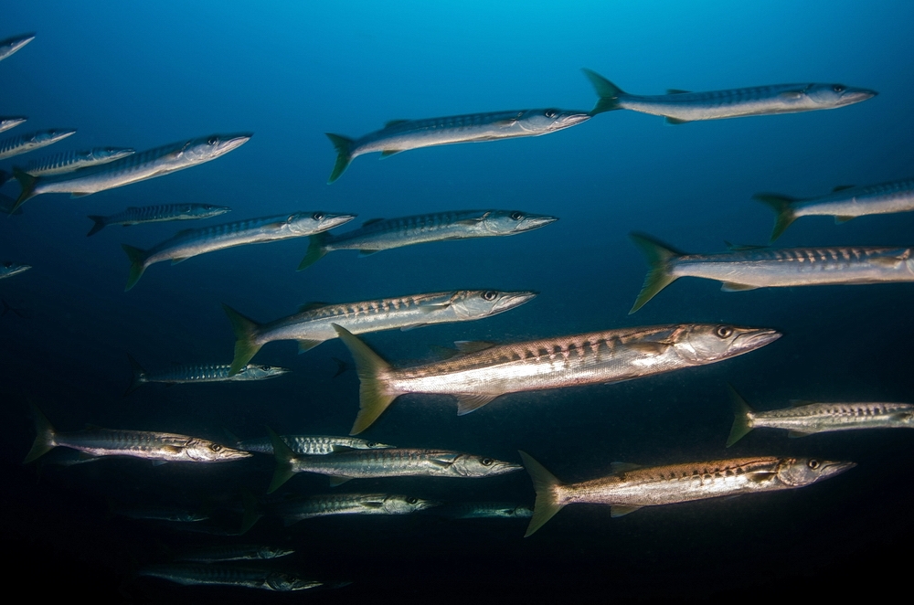 Hammerhead Reef