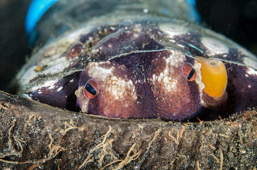 Amphioctopus marginatus