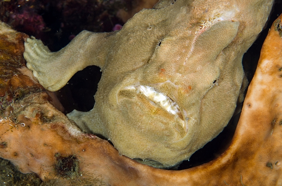 Antennarius commersoni