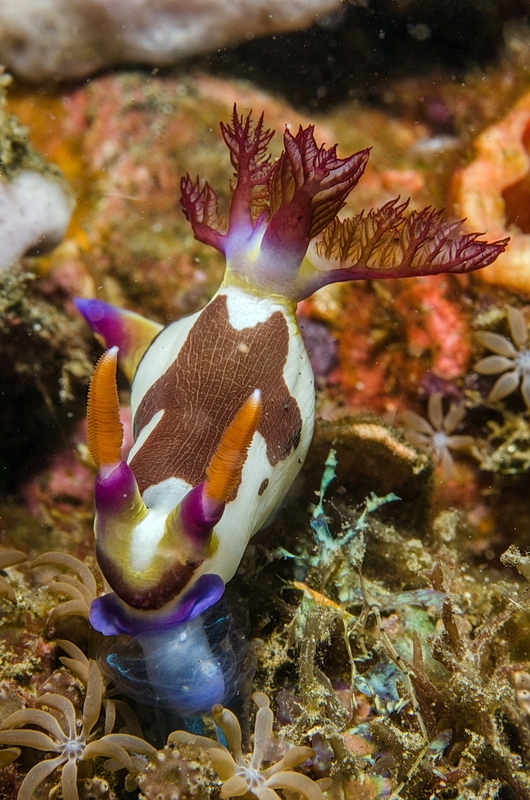 Nembrotha chamberlaini