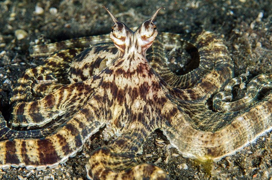 Thaumoctopus mimicus