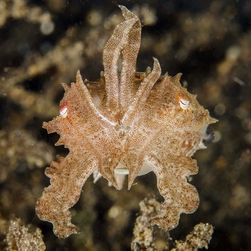 Sepia latimanus juv.