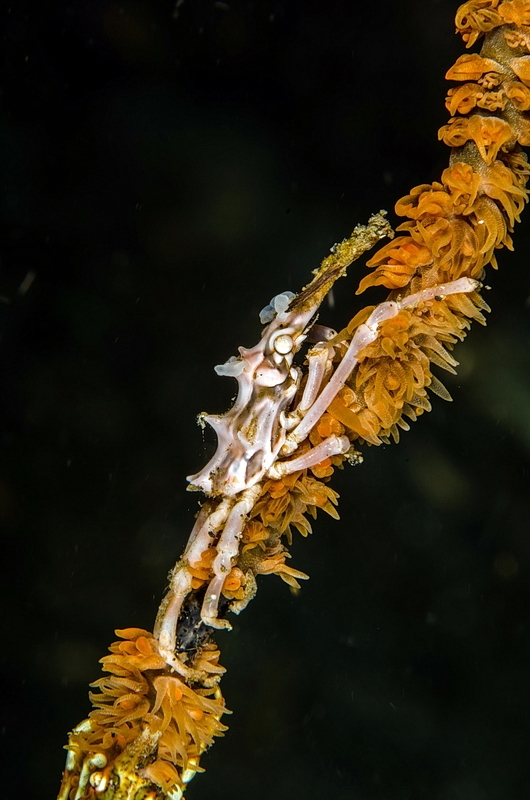 Xenocarcinus tuberculatus