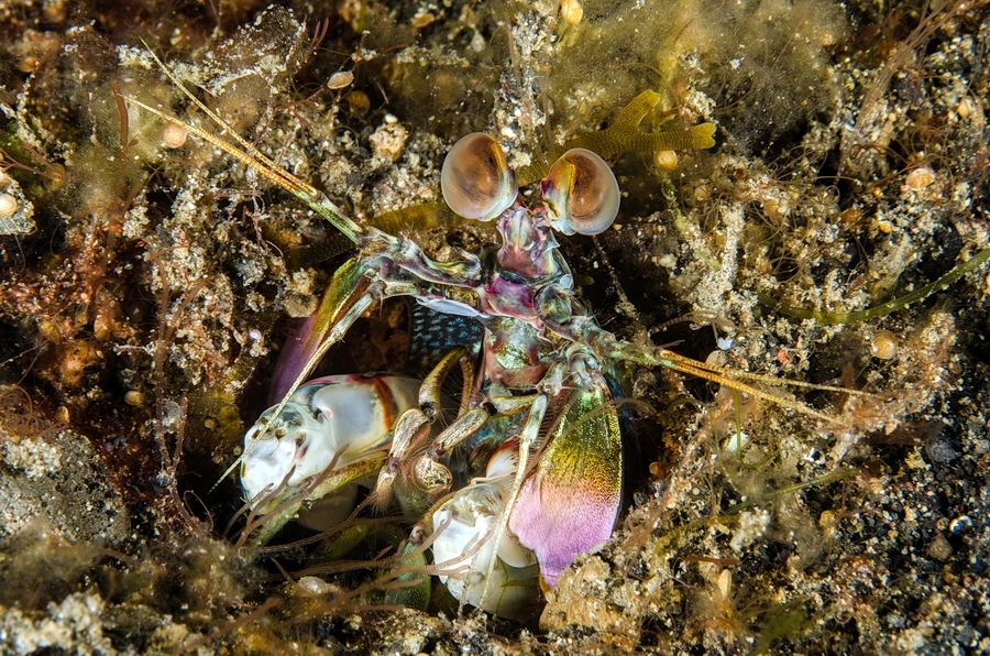 Odontodactylus latirostris