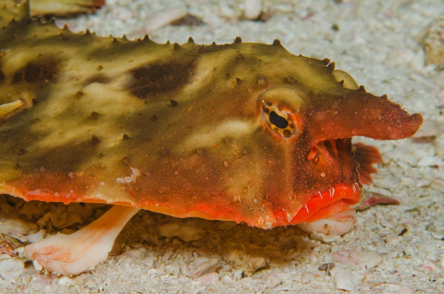 Red-lipped Batfish