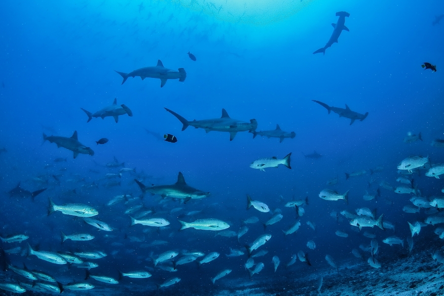 Malpelo v cel krse.