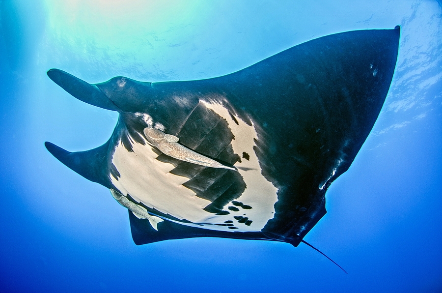 Manta ocensk