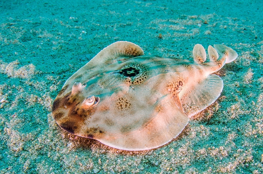 Bullseye Electric Ray