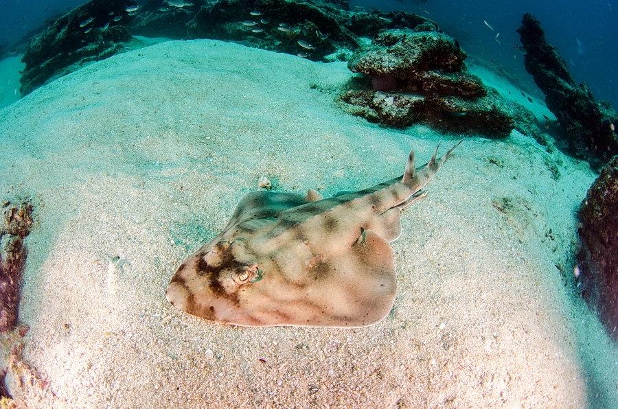 Banded Guitarfish