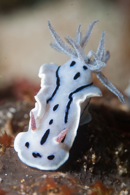 ele Chromodoris