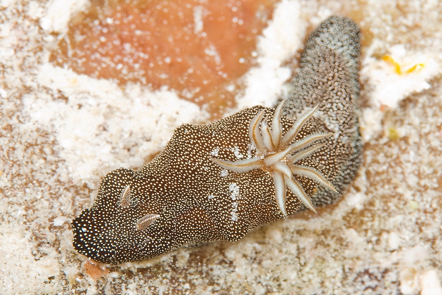 Glossodoris stellatus