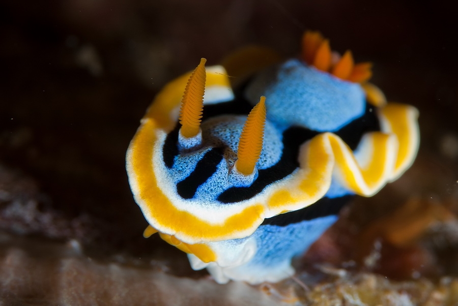 Chromodoris annae