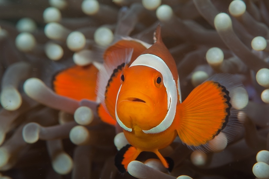 Amphiprion ocellaris