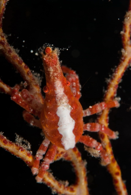 Xenocarcinus depressus