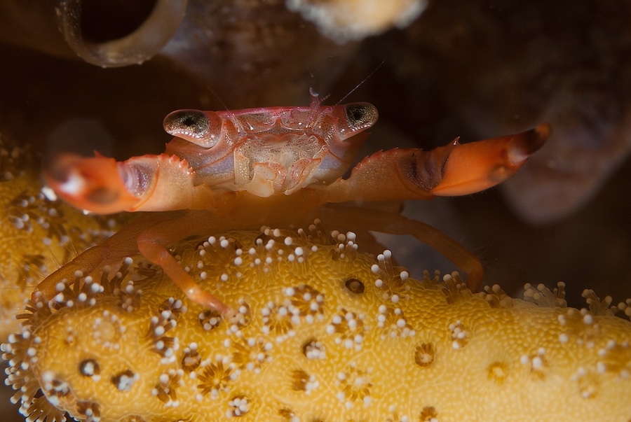 Guard crab