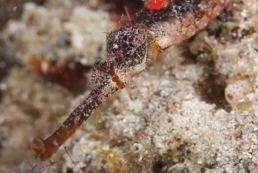 Pipefish