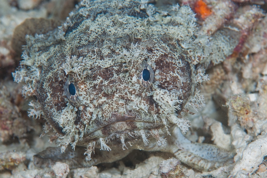 Banded Toadfish