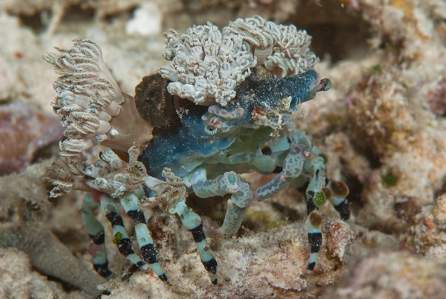 Decorated crab