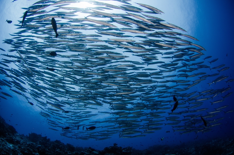 Barakuda Sphyraena forsteri