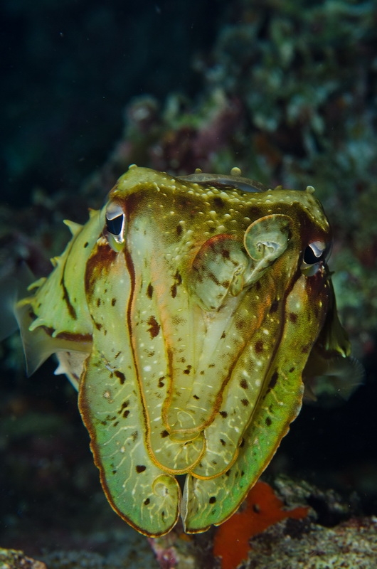 Broadclub Cuttlefish