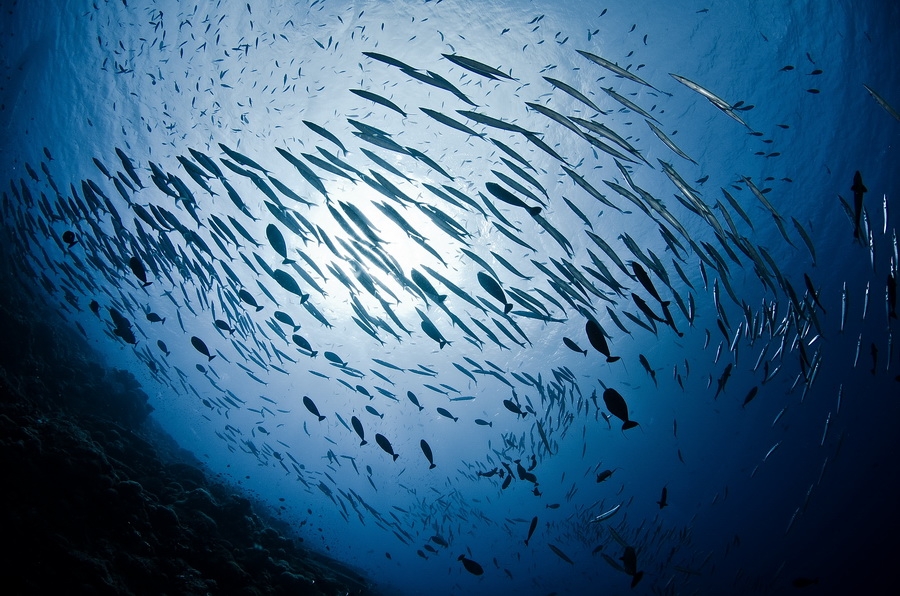 Yellowtail Barracuda