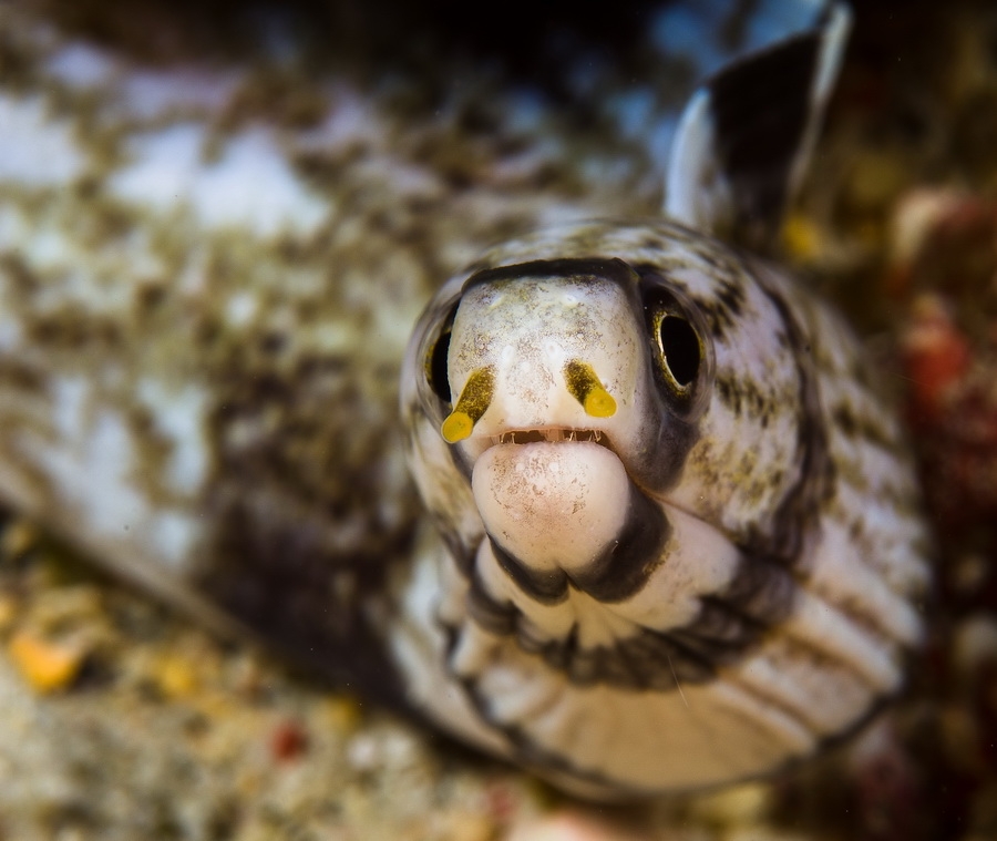 Enigmatic Moray