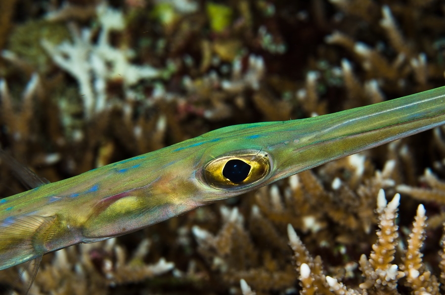 Cornetfish