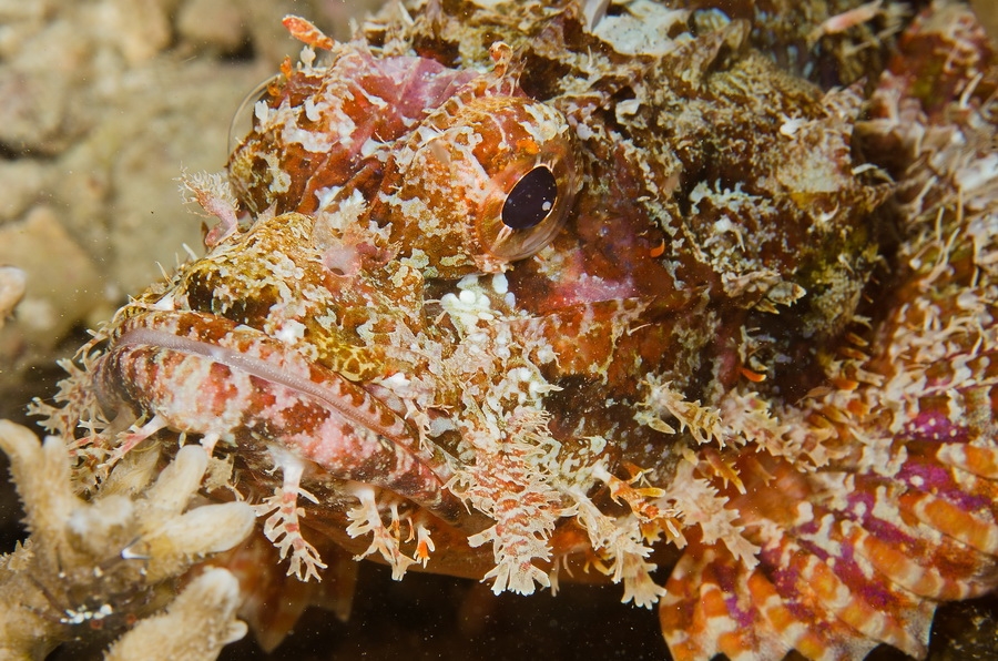 Tasseled Scorpionfish