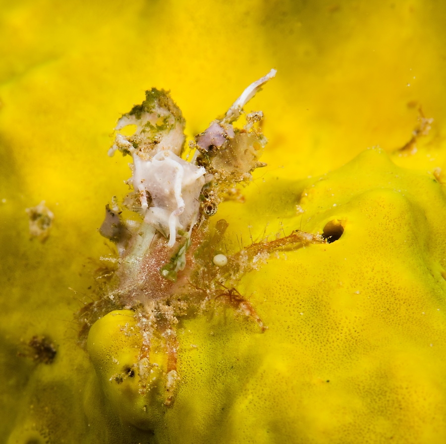 Decorator Crab