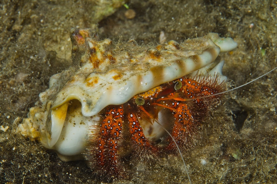 White-Spotted Hermit Crab