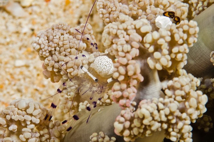 Peacock-Tail Anemone Shrimp